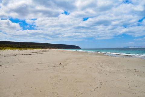 Kangaroo Island Luxury Small Group 'East End Explorer' Full Day Tour - Accommodation Gladstone 3