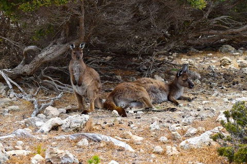 Kangaroo Island Luxury Small Group 'East End Explorer' Full Day Tour - Accommodation Gladstone 4