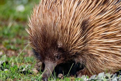 Kangaroo Island Luxury Small Group 'East End Explorer' Full Day Tour - Accommodation Gladstone 5