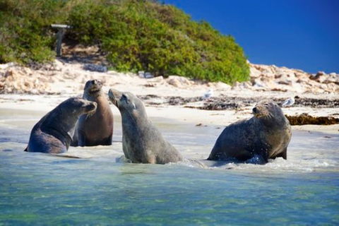 Dolphin, Penguin And Sea Lion Cruise - Accommodation Gladstone 0