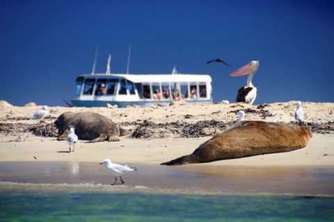 Dolphin, Penguin And Sea Lion Cruise - Accommodation Gladstone 1