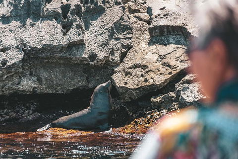 Adventure Rottnest Tour With Ferry & Adventure Cruise From Perth Or Fremantle - Accommodation Gladstone 1