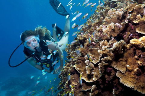 Great Barrier Reef Diving And Snorkeling Cruise From Cairns - Accommodation Gladstone 1