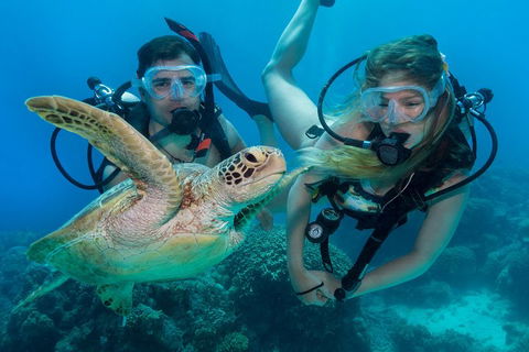 Great Barrier Reef Diving And Snorkeling Cruise From Cairns - Accommodation Gladstone 4