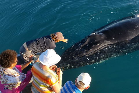 AOC Whale Watching From Broome - Accommodation Gladstone 0