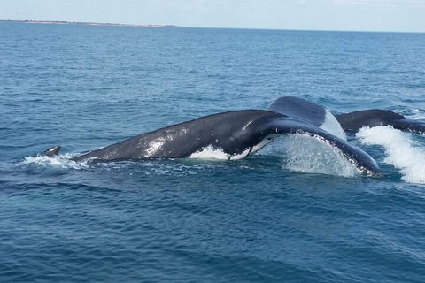 AOC Whale Watching From Broome - Accommodation Gladstone 1