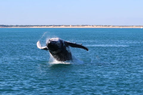 AOC Whale Watching From Broome - Accommodation Gladstone 2