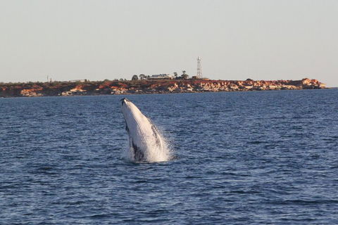 AOC Whale Watching From Broome - Accommodation Gladstone 3