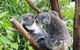Classic Kuranda By Skyrail And Scenic Railway Including Rainforestation, Koala And Wildlife Park And Pamagirri Aboriginal Experi - thumb 3