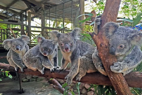 Best Of Kuranda Including Skyrail, Kuranda Scenic Railway And Rainforestation - Accommodation Gladstone 4