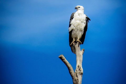 Kangaroo Island 75-Minute Ocean Safari - Accommodation Gladstone 0
