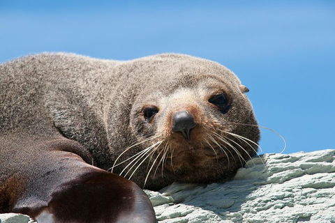 Kangaroo Island 75-Minute Ocean Safari - Accommodation Gladstone 1