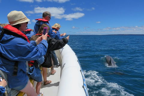Kangaroo Island 75-Minute Ocean Safari - Accommodation Gladstone 3