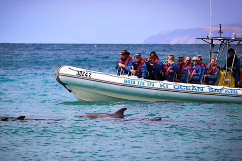 Kangaroo Island 75-Minute Ocean Safari - Accommodation Gladstone 4