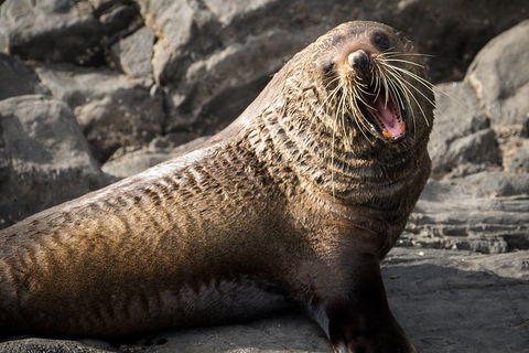 Kangaroo Island 75-Minute Ocean Safari - Accommodation Gladstone 5