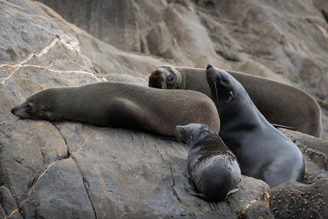 Kangaroo Island Ocean Safari - Snorkeling Safari - Accommodation Gladstone 0