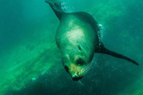 Kangaroo Island Ocean Safari - Snorkeling Safari - Accommodation Gladstone 1