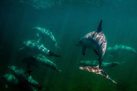 Kangaroo Island Ocean Safari - Snorkeling Safari - Accommodation Gladstone 2
