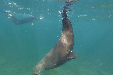Kangaroo Island Ocean Safari - Snorkeling Safari - Accommodation Gladstone 3