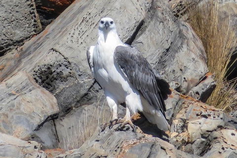 Kangaroo Island Ocean Safari - Snorkeling Safari - Accommodation Gladstone 4