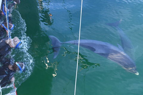 Dolphin Cruise From Adelaide With Optional Dolphin Swim - Accommodation Gladstone 0