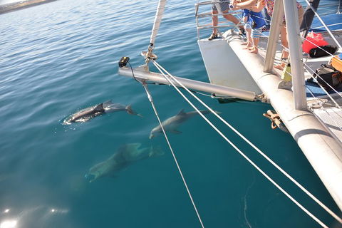 Dolphin Cruise From Adelaide With Optional Dolphin Swim - Accommodation Gladstone 1