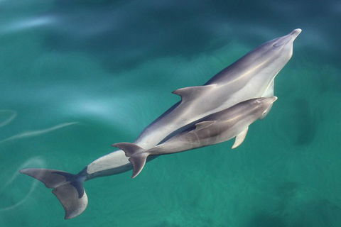 Dolphin Cruise From Adelaide With Optional Dolphin Swim - Accommodation Gladstone 4