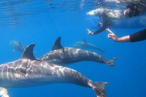Dolphin Cruise From Adelaide With Optional Dolphin Swim - Accommodation Gladstone 5