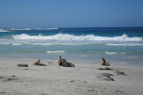 Kangaroo Island In A Day Tour From Adelaide - Accommodation Gladstone 1