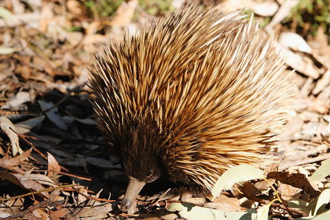 Kangaroo Island In A Day Tour From Adelaide - Accommodation Gladstone 2