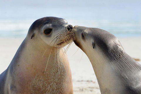 2 Day Ultimate Kangaroo Island With Return Ferry - Accommodation Gladstone 2