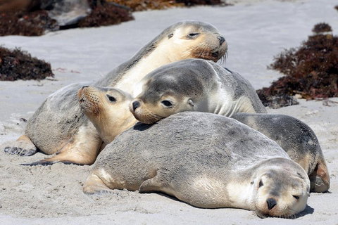 Small-Group Kangaroo Island 4WD Tour From Adelaide - Accommodation Gladstone 1