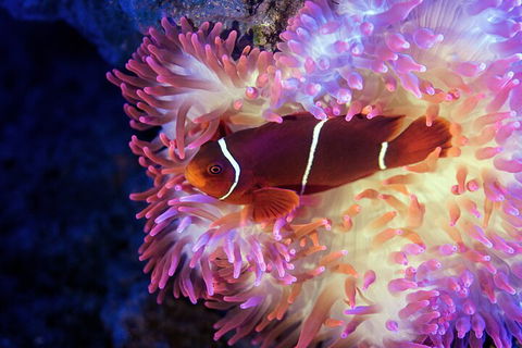 Cairns Aquarium By Twilight With 3-Course Dinner - Accommodation Gladstone 0