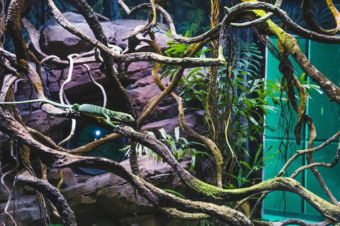 Cairns Aquarium By Twilight With 3-Course Dinner - Accommodation Gladstone 2