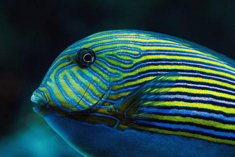 Cairns Aquarium By Twilight With 3-Course Dinner - Accommodation Gladstone 5
