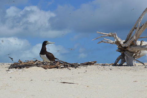 Seastar Luxury Outer Great Barrier Reef Island And Reef Tour From Cairns - Accommodation Gladstone 1