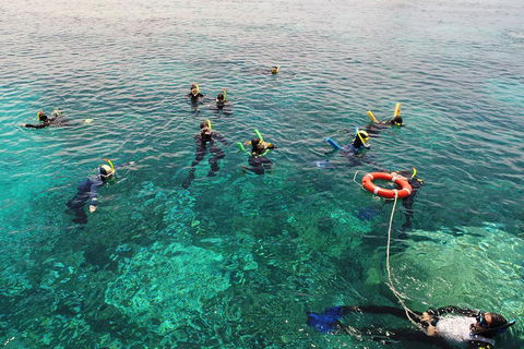 Seastar Luxury Outer Great Barrier Reef Island And Reef Tour From Cairns - Accommodation Gladstone 2