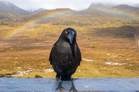 Cradle Mountain Park Explorer Guided Tour - Accommodation Gladstone 2