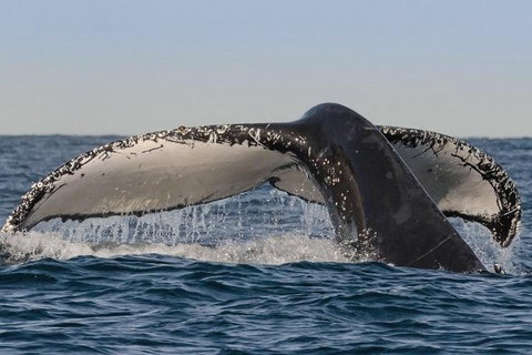 Sydney Whale-Watching Cruise Including Lunch Or Breakfast - Accommodation Gladstone 0
