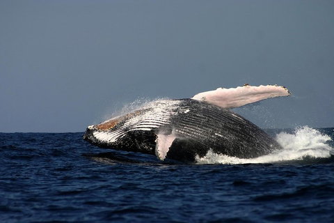 Sydney Whale-Watching Cruise Including Lunch Or Breakfast - Accommodation Gladstone 1