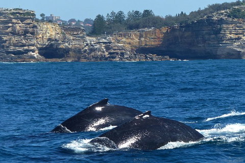 Sydney Whale-Watching Cruise Including Lunch Or Breakfast - Accommodation Gladstone 2
