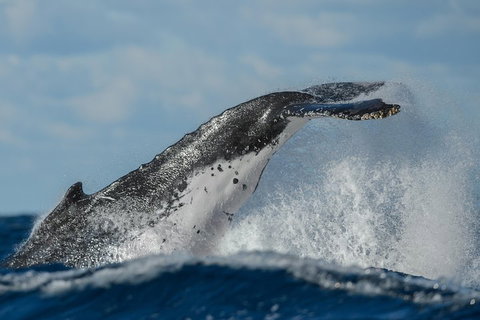 Sydney Whale-Watching Cruise Including Lunch Or Breakfast - Accommodation Gladstone 4
