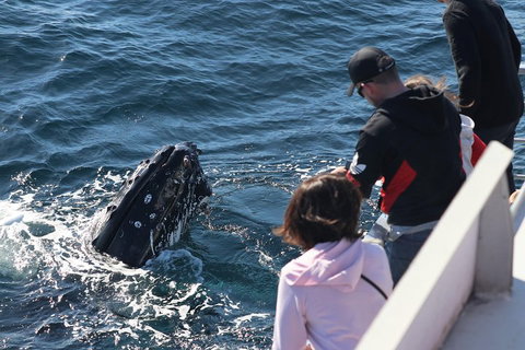Sydney Whale-Watching Cruise Including Lunch Or Breakfast - Accommodation Gladstone 5