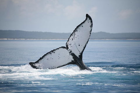 Hervey Bay Whale Watching Cruise - Accommodation Gladstone 0