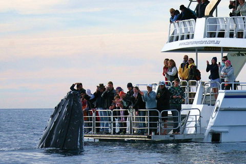 Hervey Bay Whale Watching Cruise - Accommodation Gladstone 1