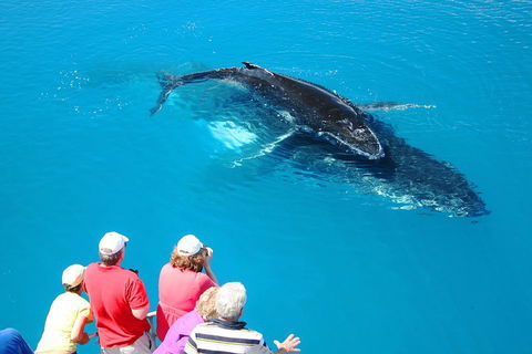 Hervey Bay Whale Watching Cruise - Accommodation Gladstone 2