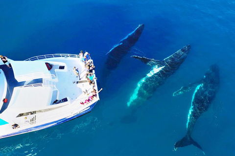 Hervey Bay Whale Watching Cruise - Accommodation Gladstone 3