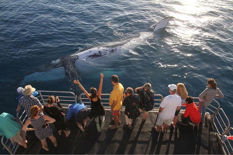 Hervey Bay Whale Watching Cruise - Accommodation Gladstone 4