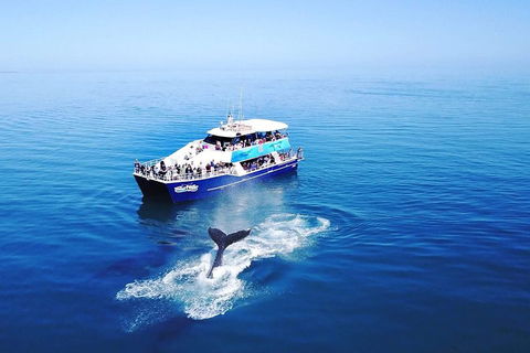 Hervey Bay Whale Watching Cruise - Accommodation Gladstone 5