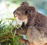 Blue Mountains Private Tour with Kangaroos  Koala Encounter - Accommodation Gladstone